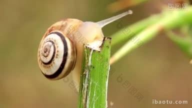 植物茎上的小蜗牛